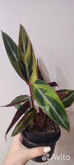 Строманта хорти колор