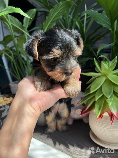 Йоркширский терьер