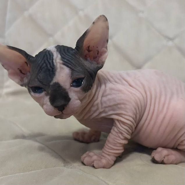 Канадский сфинкс котёнок