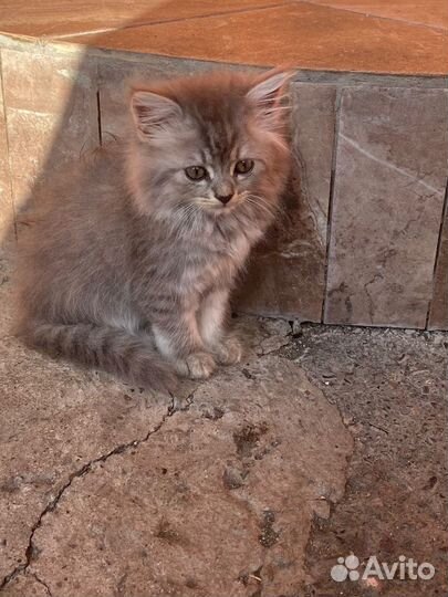 Отдам бесплатно