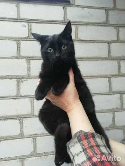 Котик Шунечка