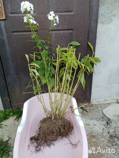 Флоксы многолетние