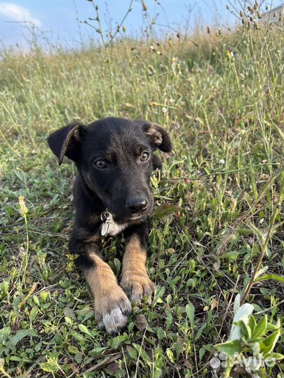 Мальчик ищет дом, семью