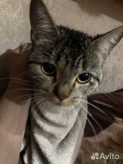 Европейская Кошка