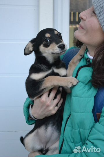 Щенки в дар