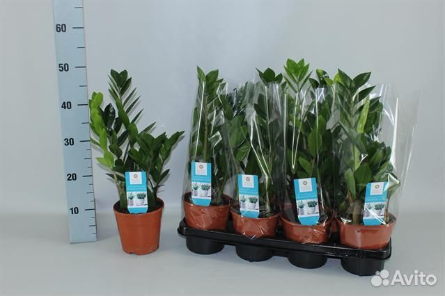 Замиокулькас 14 65