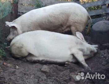 Мясные свиньи