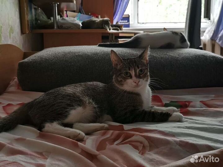 Котенок в добрые руки стерилизована