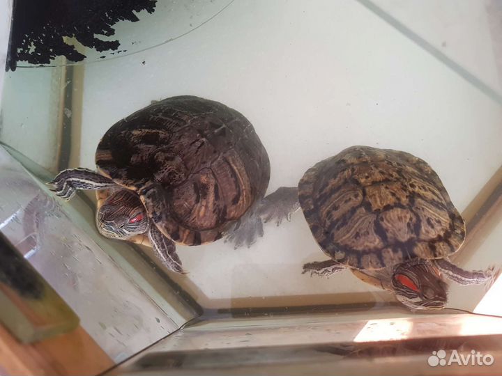 Красноухие черепахи + аквариум