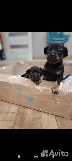 Мини той-терьер щенки