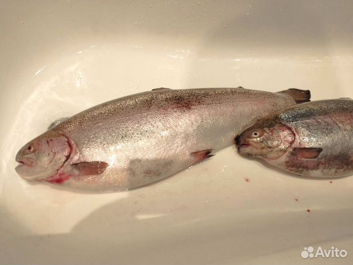 Форель Мурманская розница