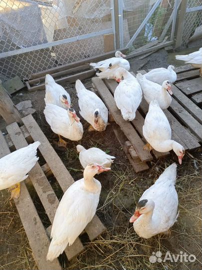 Индоутки разных возрастов цвет белый