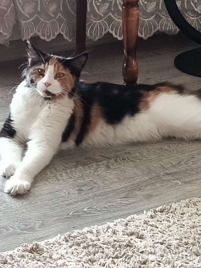 Квартирная передержка домашних питомцев