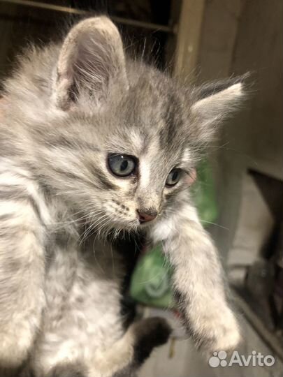 Милая, веселая котейка