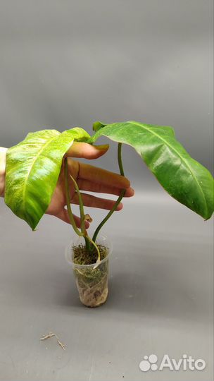 Филодендроны 5