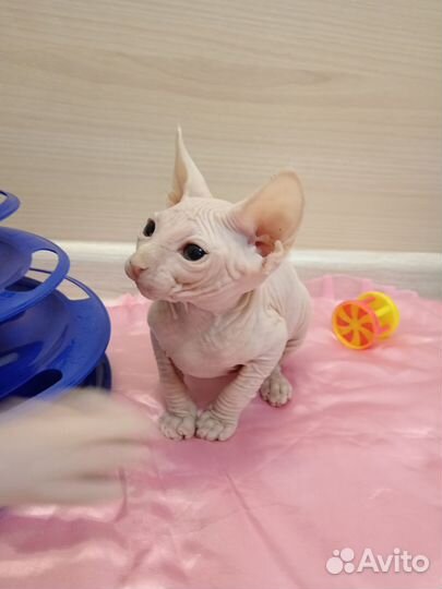 Канадский сфинкс. Котята