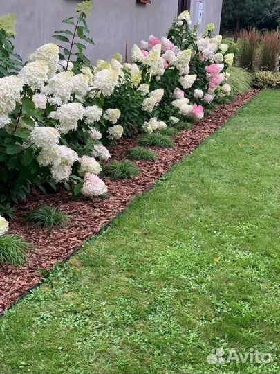 Кора Ангарской сосны (55 литров)