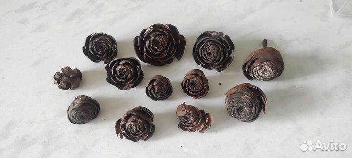 Розочки шишек кедра+ секвойи