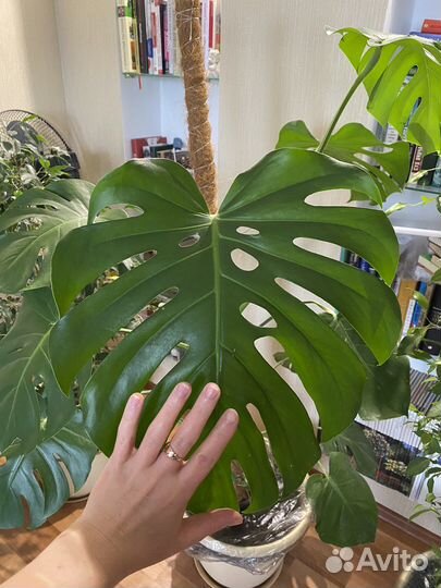 Монстера (укорененные отростки)