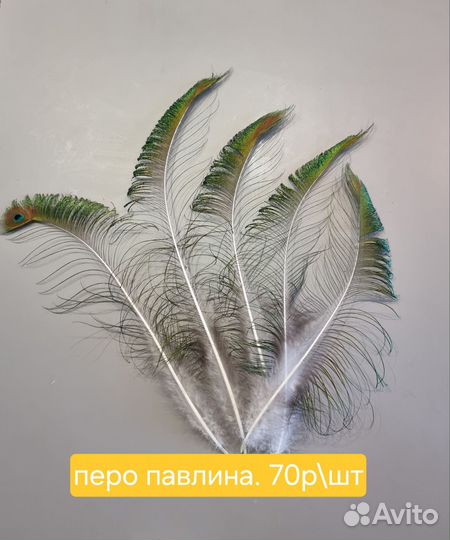 Перо павлина