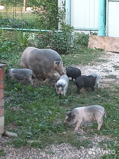 Продам Вьетнамских поросят