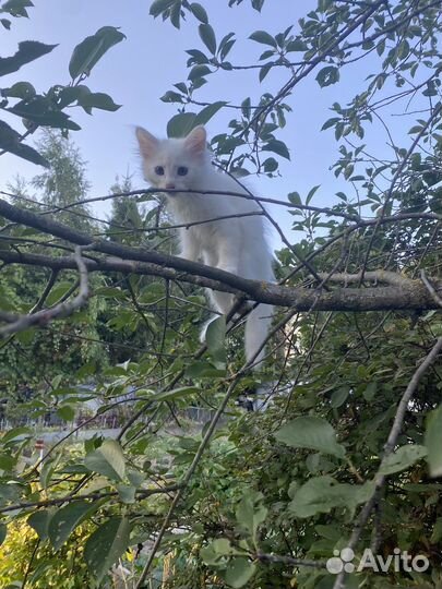 Котята в добрые руки приучены к лотку