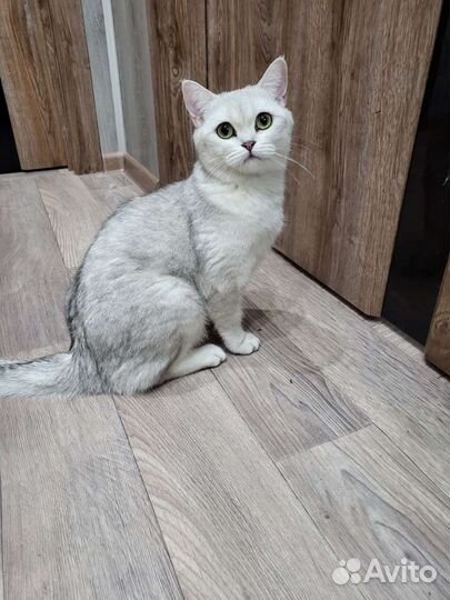 Британская кошка