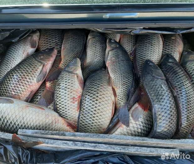 Рыба свежая сазан