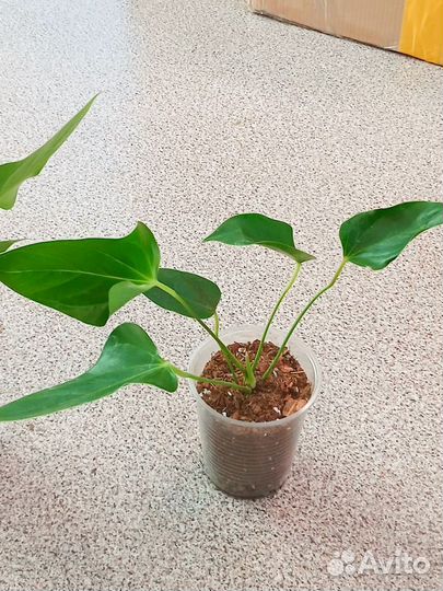 Антуриум Мистик