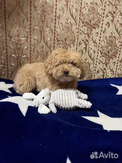 Передержка собак