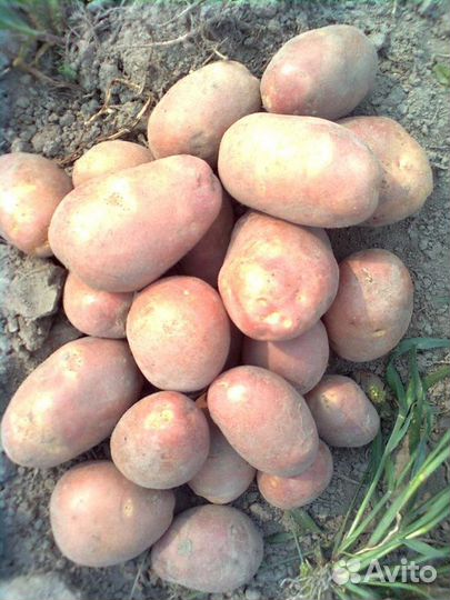 Грибы соленые