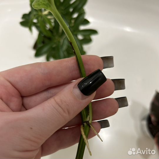 Эпипремнум / Epipremnum «Marble Queen»