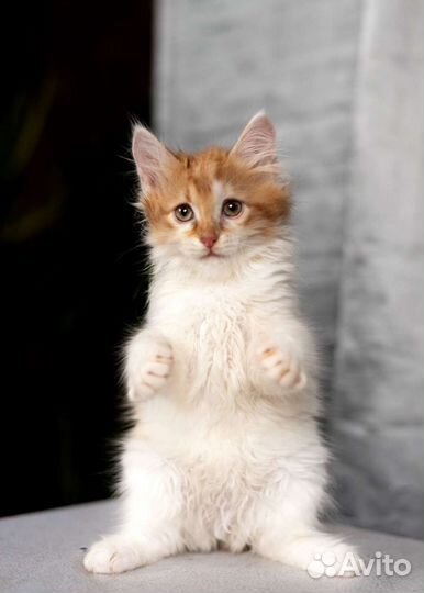 Рыжий пушистый котенок в добрые руки