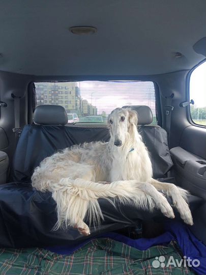 Зоотакси, перевозка животных, доставка животных