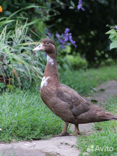 Мускусные утки