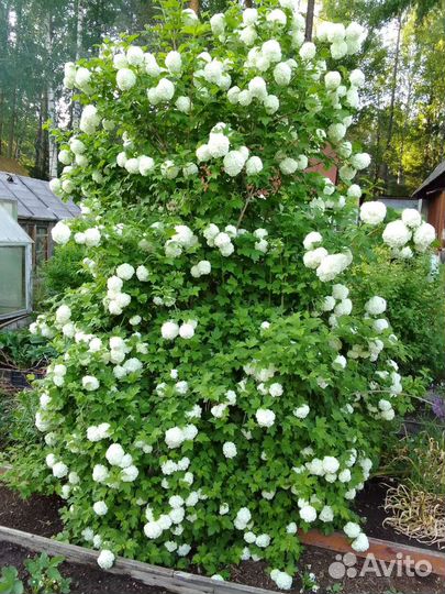 Калина Бульденеж