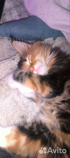 Котенок девочка Мейн кун