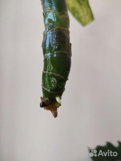 Диффенбахия везувий