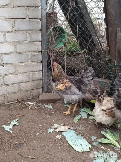 Куры молодки несушки