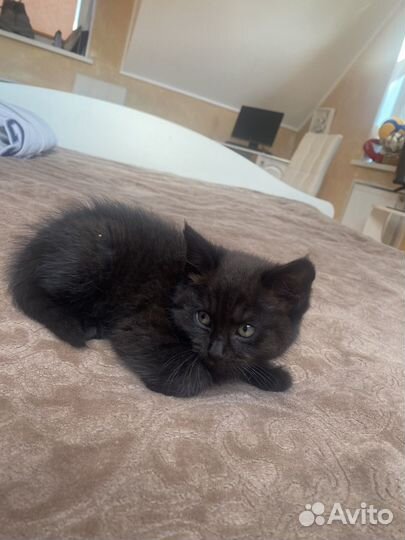 Котята черные в добрые руки