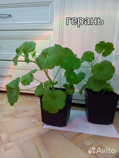 Комнатные растения