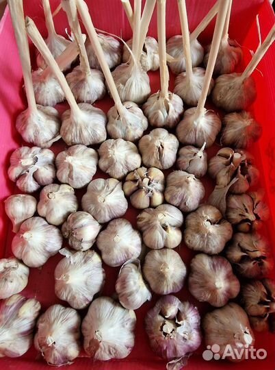 Чеснок свежий