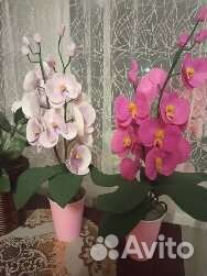 Орхидея дендробиум