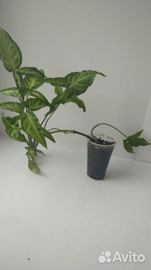 Сингониум, эпипремнум