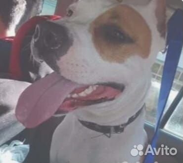 Щенки амстаффа