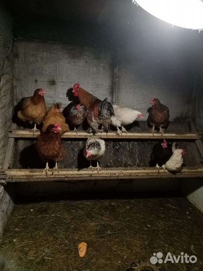 Продажа петухов