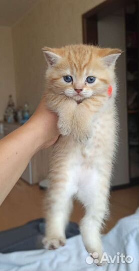Котята окраса шиншилла