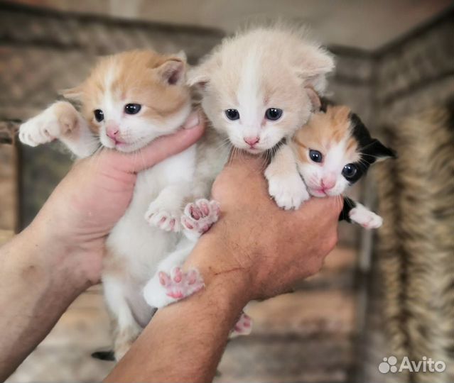 Котята в добрые руки