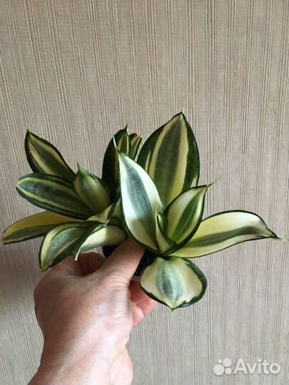 Сансевиерии коллекционные