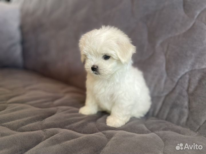 Мальтезе РКФ